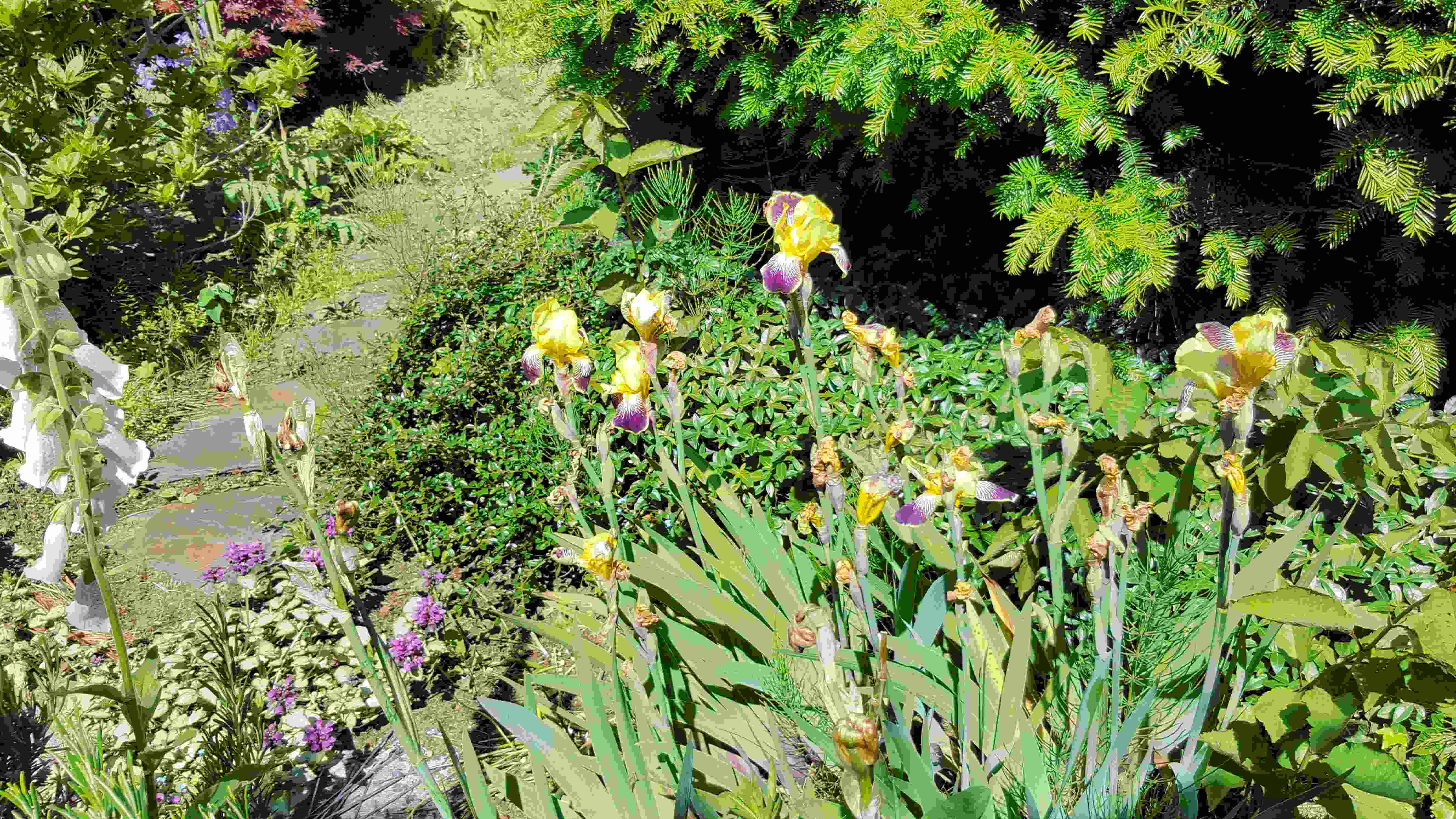 20190602.Iris Germanica Agrippa 2.jpg